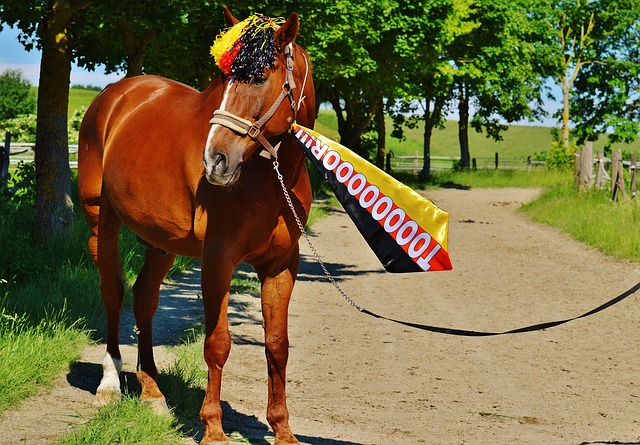 火箭队新赛 火箭队新赛