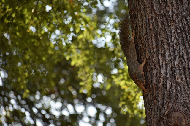 将成为全英 将成为全英